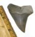 Aurora Mako Shark Tooth